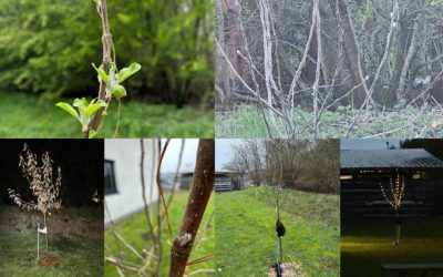 Genfødslen af vores æbletræ: en lille forårshistorie fra Handewitt